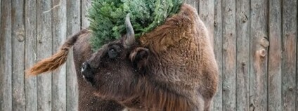 Zvířata v Zoo Praha si pochutnají na vánočních stromcích Foto: Zoo Praha