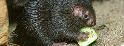 Mládě vzácného dikobraza palawanského Foto: Zoo Praha