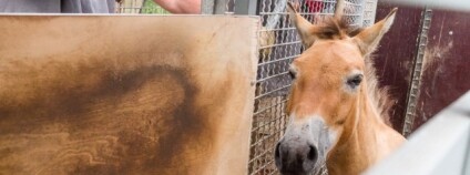 foto:  Miroslav Bobek / Zoo Praha