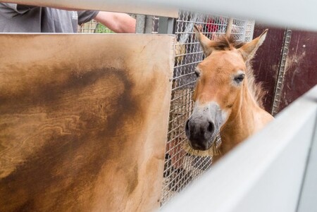 Do Mongolska odletěly tříleté klisny Yanja, Spina, Hanna a Helmi, které do Čech přicestovaly ze Švýcarska, Německa a Finska. Předchozí měsíce strávily v aklimatizační stanici v Dolním Dobřejově spolu s klisnami Taniou a Spes. Pro transport měla zoologická zahrada připravené i náhradnice, kdyby některá z klisen nebyla na cestování v boxu psychicky odolná. / Snímek z exportu koní