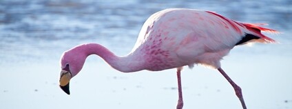 Plameňák Jamesův Foto: Flavio Camus Flickr