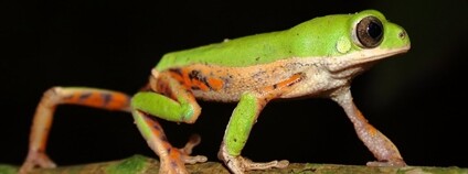 Listovnice pestrá Foto: jaime alejandro montañez mendez Flickr