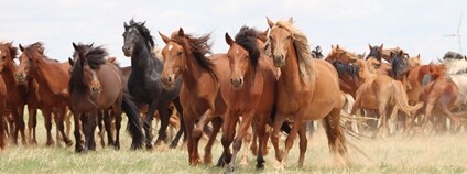 Koně běžící mongolskou stepí Foto: Akademie věd ČR