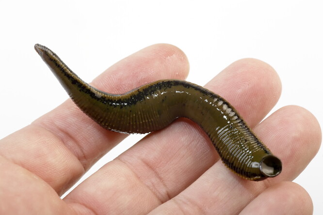 Pijavka lékařská patří do kmene kroužkovců, který se v minulosti hojně využíval k odebírání krve lidem. Pijavky jsou však podle AV téma i v současné medicíně.