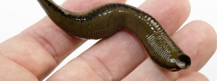 Pijavice lékařská Foto: aaltaird Shutterstock