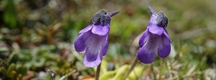 Tučnice obecná Foto: xulescu_g Flickr