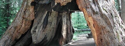 Foto: Tom Purcell / Flickr