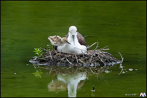Mláďata tam podle ornitologů vyvedlo nejméně 26 párů tenkozobců opačných, 18 párů pisil čáponohých (na obrázku) či 11 párů husic liščích.