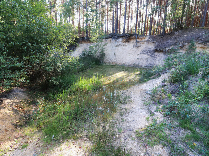 Tůň a písčitá stěna v Pískovně u Žemličky.