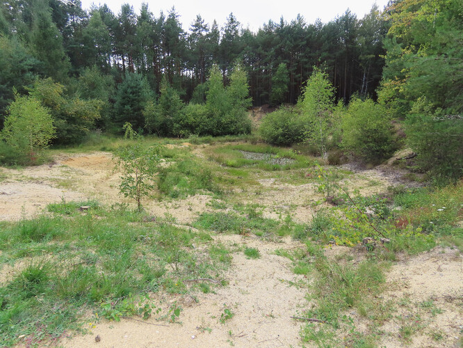 Mozaika písčin, trávníků, mokřadů a křovin v Pískovně u Žemličky.