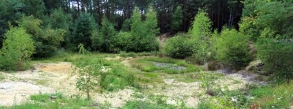 Mozaika písčin, trávníků, mokřadů a křovin v Pískovně u Žemličky. Jiří Řehounek Calla – Sdružení pro záchranu prostředí