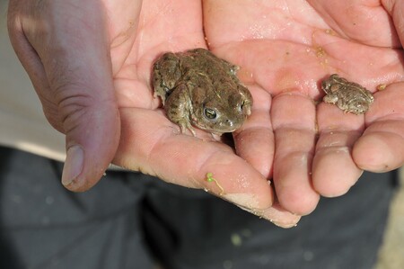 Bagry a terénní vozy pomohou v Žizníkově na Českolipsku vytvářet ideální podmínky pro rozmnožování ropuchy krátkonohé (na snímku).