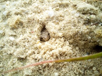 Ropucha krátkonohá.