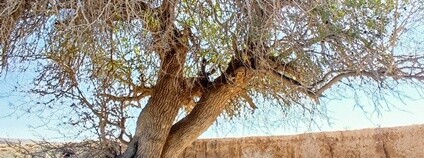 Stoleté pistácie v Negevské poušti zkoumají dendrochronologové Foto: LDF MENDELU