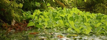 Foto: Pavel Sekerka / Unie botanických zahrad ČR