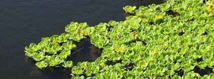 Babelka řezanovitá Foto: Forest and Kim Starr Flickr