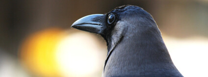 Foto: pics_pd / Pixnio