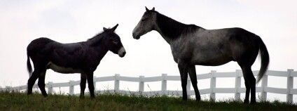 Foto: Adrian Pelletier / Pixnio