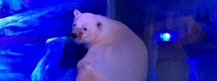 Foto: AnimalsAsia.org