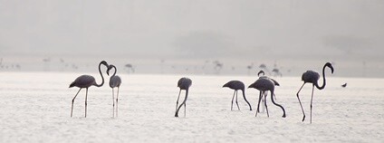 Plameňák růžový Foto: Srikaanth Sekar Flickr