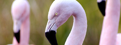 foto: Plameňák / Smart Destination / Flickr.com