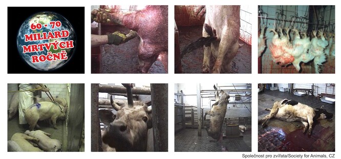 Denně dochází k zabíjení a masakrování stamiliónů zvířat. Denně dochází k zabíjení a masakrování stamiliónů zvířat.