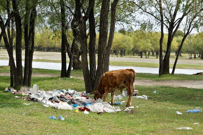 Tele krmící se na plastových odpadcích v Národním parku Gorkhi-Terelj, Mongolsko. Co nesežerou volně se pasoucí hospodářská zvířata, dostane se do půdy, je odneseno větrem nebo to spláchne voda při povodních.