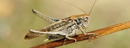 Foto: Fórum ochrany přírody