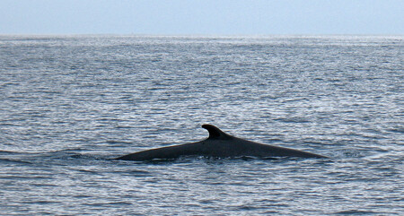 Plejtvák myšok (na obrázku) je druhým největším druhem velryby po plejtváku obrovském. Na seznamu ohrožených druhů je od roku 1996. Poslední odhady o počtu jedinců plejtváka myšoka v severním Atlantiku pochází z roku 2000 a podle AFP hovoří o zhruba 53.000 jedincích tohoto mořského savce.