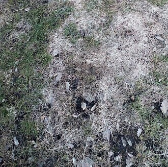 Plíseň sněžná je považována za jedno z největších rizik pro trávník.