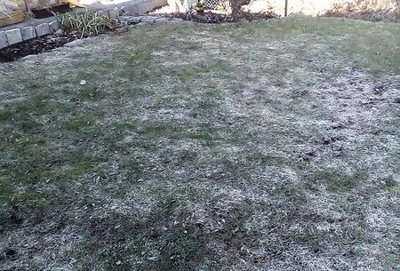 Typické příznaky plísně sněžné