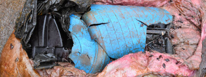 Plasty v žaludku uhynulého vorvaně Foto: Institut für Terrestrische und Aquatische Wildtierforschung