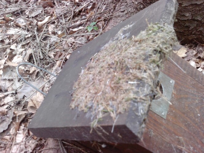 Hnízdní budka s koňadrou predovaná mývalem. Zatímco kuna usmrtí samici i mláďata a vytáhne je ven, mýval sedící na střeše je díky chápavým tlapkám (jako lidská ruka) schopen vysbírat všechnu výstelku (!) i s vejci a mláďaty.