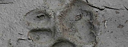 stopa rysa Foto: Šelmy.cz