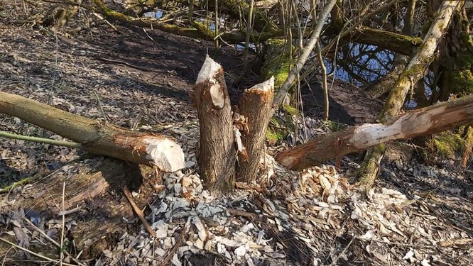 Kdo to mohl být? (Pobytové stopy bobra)