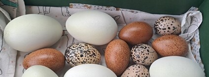 Podkladky Foto: Petr Vrána Zoo Ostrava