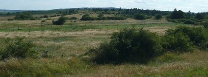 Havranické vřesoviště Foto: Martin Vavřík Wikimeda Commons