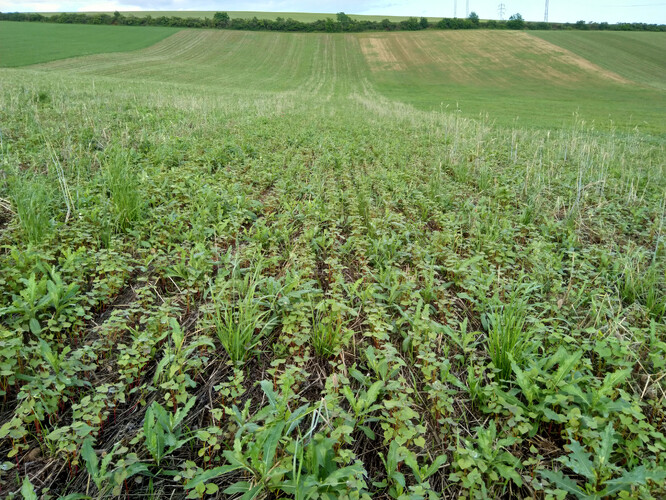 Pohanka po třech týdnech.