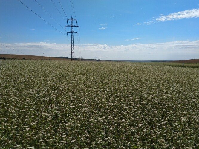 Kvetoucí porost pohanky ve variantě s terminaci ozimé směsky podmítačem.