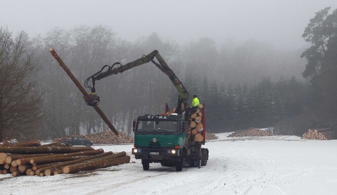 Pohled, který dřevařskou mafii neomrzí.