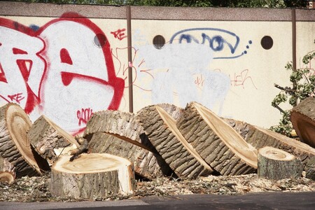 Příbramská radnice dá pokácet část lipové aleje v ulici 28. října. Cílem je, aby se ulice prosvětlila a zbylé stromy měly lepší podmínky. Ilustrační snímek.