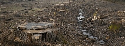 Pochybení při stavbě parku v roce 2010 odhalila Česká inspekce životního prostředí (ČIŽP). Podle ní ústecký magistrát chyboval, když povolil v parku pokácet 152 stromů a stovky křovin. / ilustrační foto