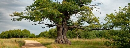 Evropským stromem roku se stal polský dub Dunin Foto: Tomasz Kamiński Nadace Partnerství