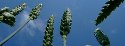 Foto:  marfis75 / Flickr