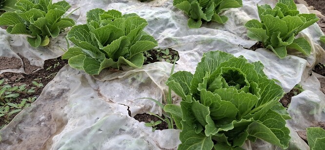 Polní testy se salátem.