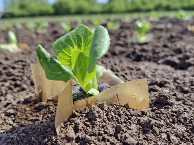 Polní testy se salátem.