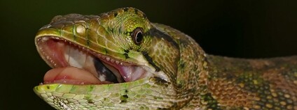 Polychrus mramorovaný Foto: Bernard DUPONT Flickr