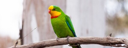 Papoušek nádherný Foto: Ron Knight Flickr