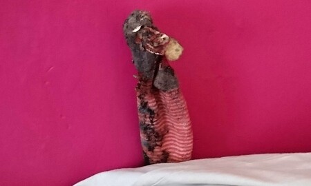 Nehybný ještěr. Nehybný ještěr.