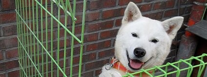 Severokorejské psí plemeno Pungsan Foto: Maeng9981 / Wikimedia Commons